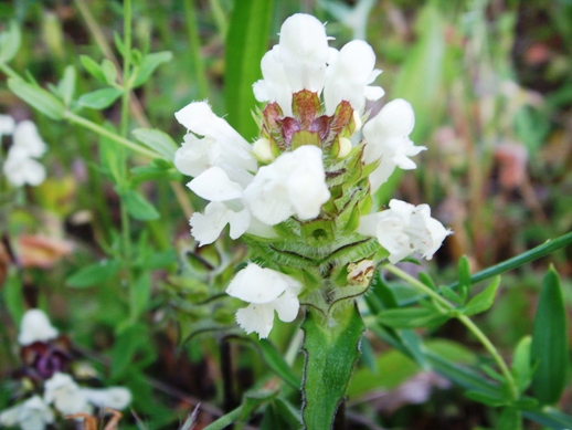 Prunella laciniata